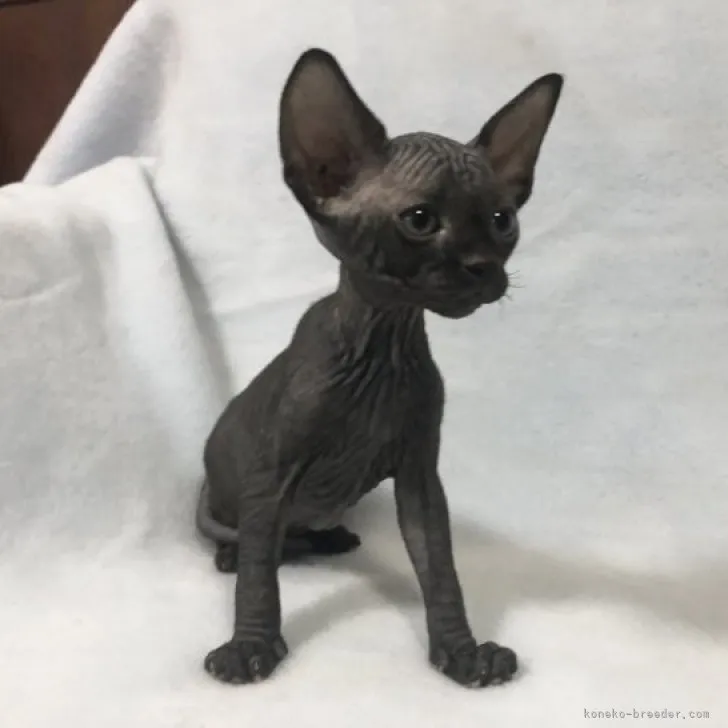 ID:2311-01760の子猫