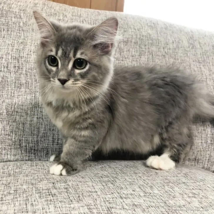 T.M 様のお迎えした子猫