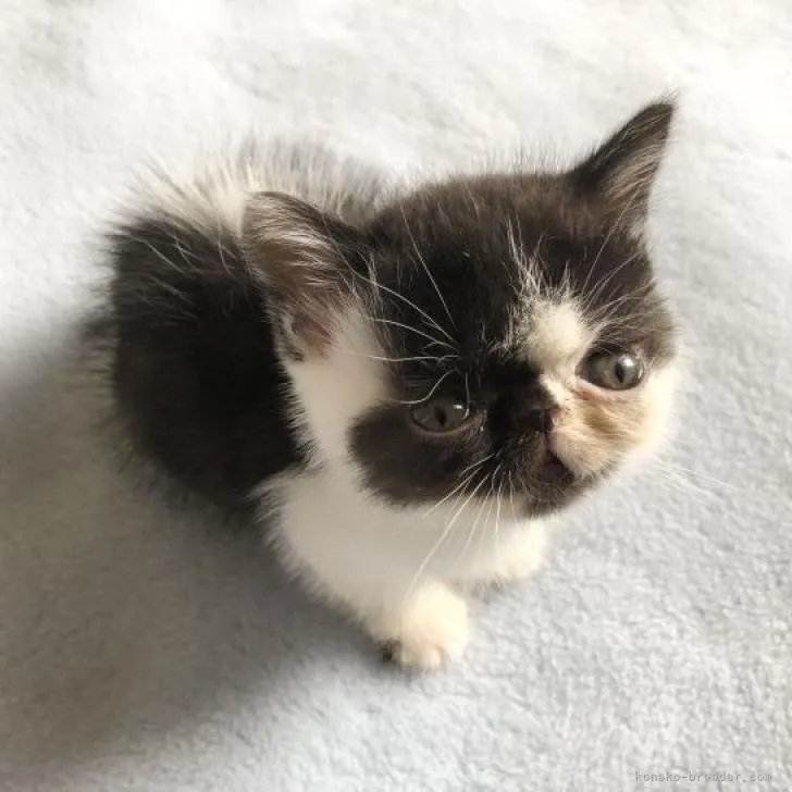 ID:2209-02005の子猫