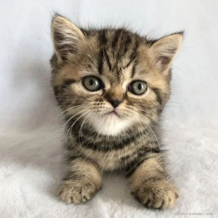ID：2210-02785の子猫