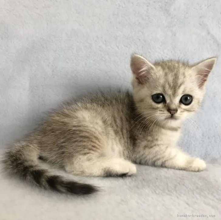 ID:2207-00075の子猫