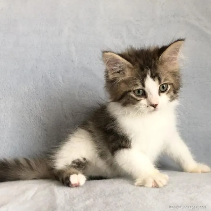 ID:2207-01651の子猫