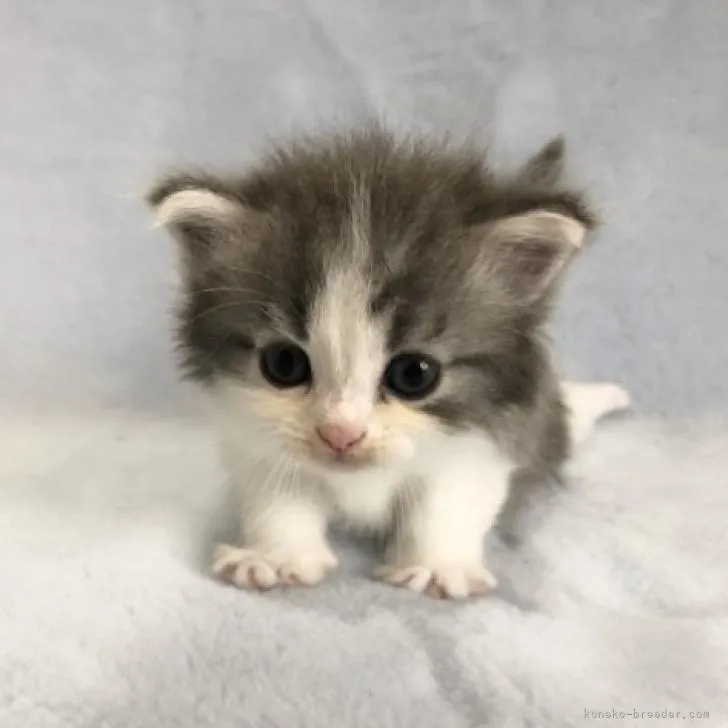 ID:2207-01637の子猫