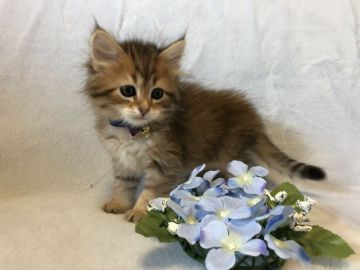 サイベリアン【岐阜県・男の子・2022年2月1日・ブラウンタビー】の写真「成長した姿見て下さい⭐️期間限定30日まで❗️」