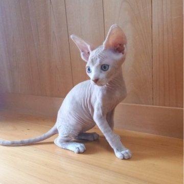 スフィンクス【岐阜県・男の子・2024年5月26日・ホワイト】の写真「元気いっぱい男の子🎵無邪気な姿に毎日癒されてます💕」