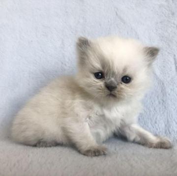 ヒマラヤン【岐阜県・男の子・2023年1月20日・ブルーポイント】の写真「3/18迄の限定掲載です！最終特別価格でご案内♫」