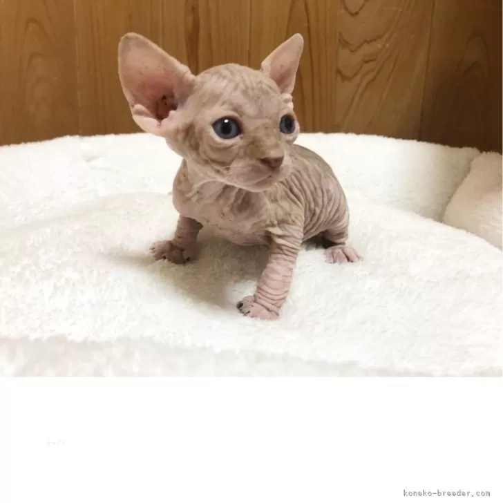 ID：2505-02776の子猫