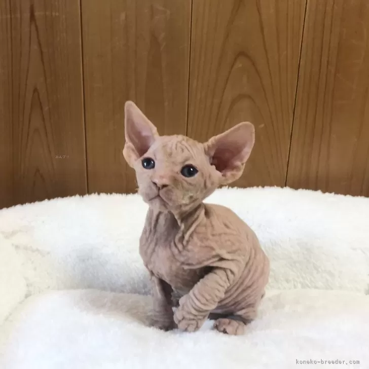 ID：2502-02240の子猫