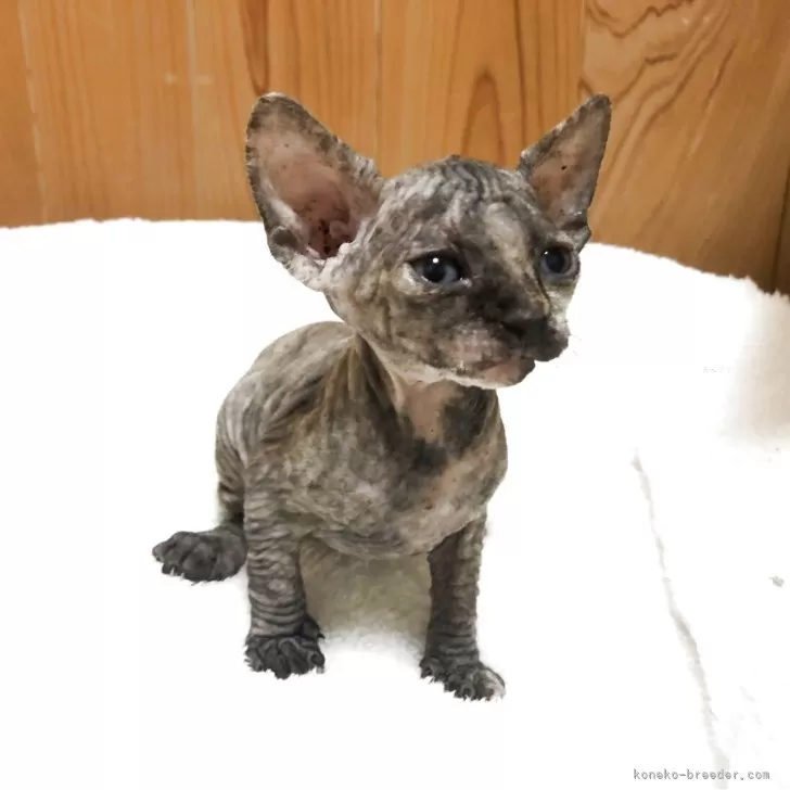 S.Y 様のお迎えした子猫