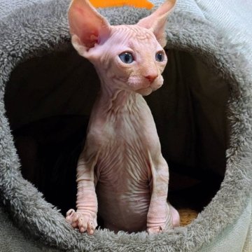 スフィンクス【岐阜県・男の子・2025年9月26日・レッド】の写真「甘えん坊でお母さんにべったりなイケメン君⭐️」