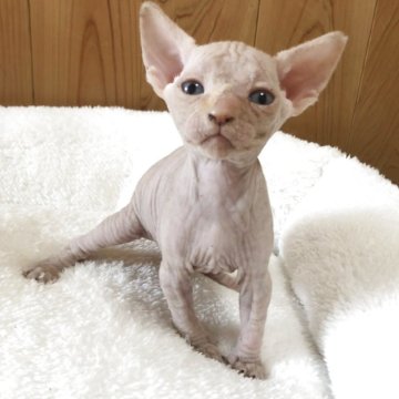 スフィンクス【岐阜県・男の子・2025年5月2日・レッド】の写真「可愛さ間違いなしのイケメン君⭐️」