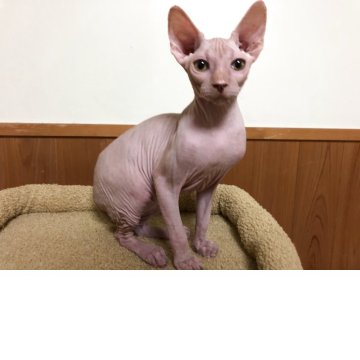 スフィンクス【岐阜県・男の子・2025年4月25日・レッド】の写真「元気いっぱい！食欲旺盛な男の子⭐️即お迎えOKです」