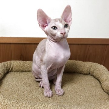 スフィンクス【岐阜県・女の子・2025年4月25日・タビー】の写真「美人顔で将来楽しみ💕
甘えん坊な女の子🥰」