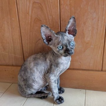 スフィンクス【岐阜県・女の子・2025年9月26日・トーティシェル】の写真「見てるだけで癒される美人さん💕Xmasの主役♫」