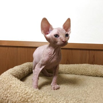 スフィンクス【岐阜県・男の子・2025年9月9日・レッド】の写真「元気いっぱい⭐️甘えん坊な男の子⭐️」