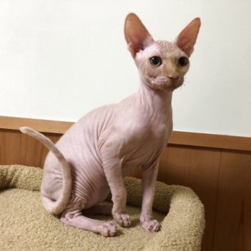 スフィンクス【岐阜県・男の子・2025年5月2日・レッド】の写真「神秘的でエキゾチック感にキュンです💕即お迎えOKで」
