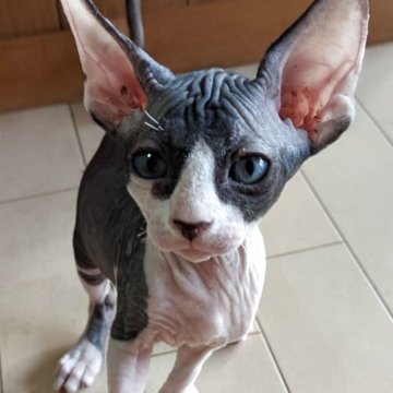 スフィンクス【岐阜県・男の子・2025年9月26日・ブルー&ホワイト】の写真「癒される可愛さ💕 甘えん坊な男の子です⭐️」