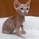 スフィンクス