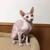 スフィンクス