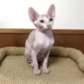 スフィンクス