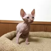 スフィンクス