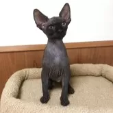 スフィンクス