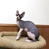 スフィンクス【岐阜県・男の子・2025年9月26日・ブルー&ホワイト】の写真8