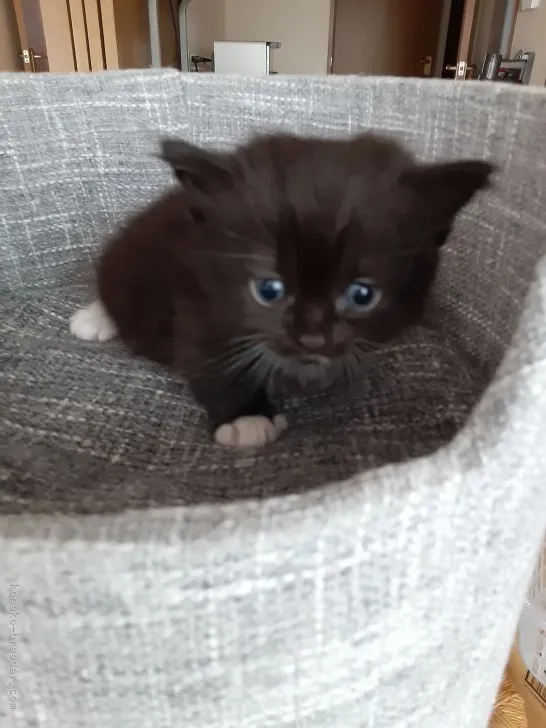 ID：2110-00092の子猫