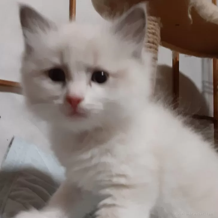 ID：2402-00486の子猫