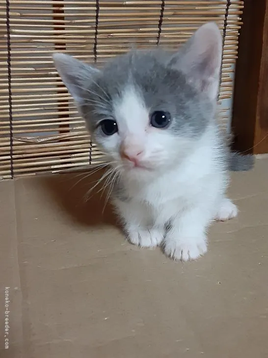 ID：2105-02401の子猫