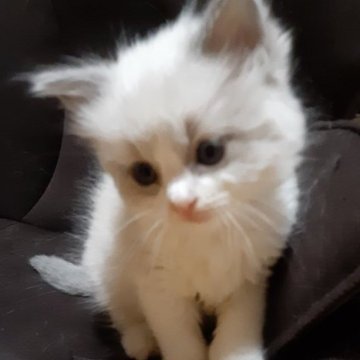 ラグドール【群馬県・女の子・2023年4月25日・ブルーポイントバイカラー】の写真「おめめパッチリ」