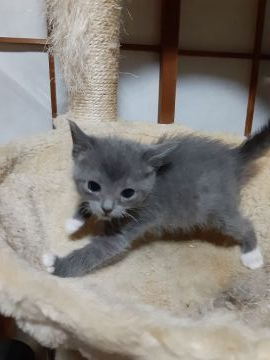 ラグドール、ロシアンブルー【群馬県・男の子・2020年10月13日・ブルーホワイト】の写真「ラグドールとロシアンブルーのミックス！可愛い❗」