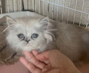 ミヌエット【群馬県・女の子・2021年11月23日・シェードシルバー】の写真「短足のミヌエット」