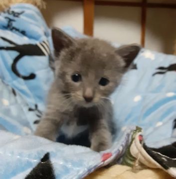 ラグドールロシアンブルー【群馬県・女の子・2021年9月8日・ブルーホワイト】の写真「ラグドールとロシアンブルーのミックス2」