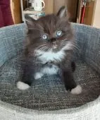 ラグドールマンチカン【群馬県・女の子・2021年9月7日・ブラウンホワイト】の写真1