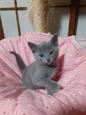 ロシアンブルー【群馬県・男の子・2020年12月3日・ブルー】の写真1