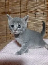 マンチカン(長足)【群馬県・女の子・2021年5月4日・ブルータビー】の写真1