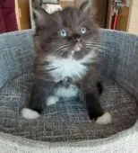 ラグドールマンチカン【群馬県・女の子・2021年9月7日・ブラウンホワイト】の写真2