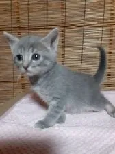 マンチカン(長足)【群馬県・女の子・2021年5月4日・ブルータビー】の写真2