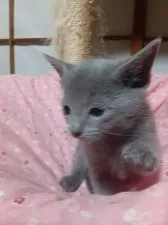 ロシアンブルー【群馬県・男の子・2020年12月3日・ブルー】の写真3