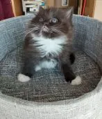 ラグドールマンチカン【群馬県・女の子・2021年9月7日・ブラウンホワイト】の写真3