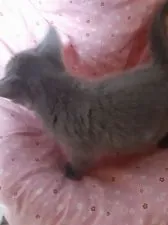 ロシアンブルー【群馬県・男の子・2020年12月3日・ブルー】の写真4