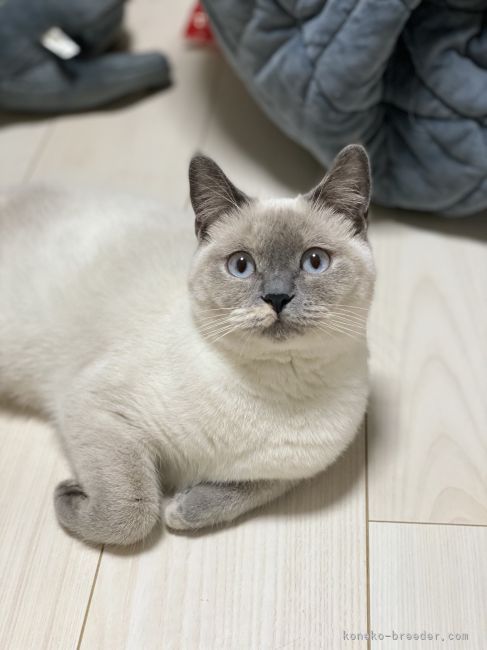 山手　裕子(やまて　ゆうこ)ブリーダー(福岡県・スコティッシュフォールドなど・TICA/国内クラブ登録)の紹介写真3