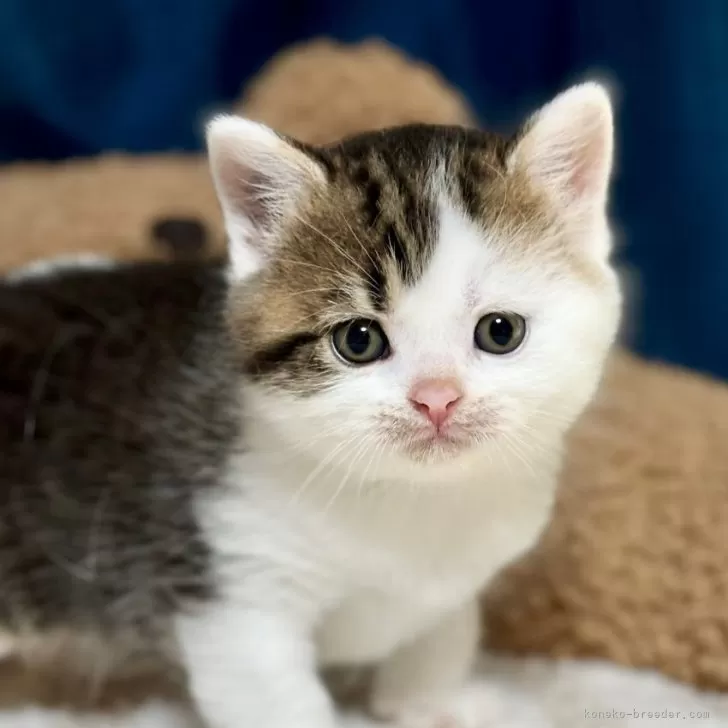 ID：2404-03510の子猫