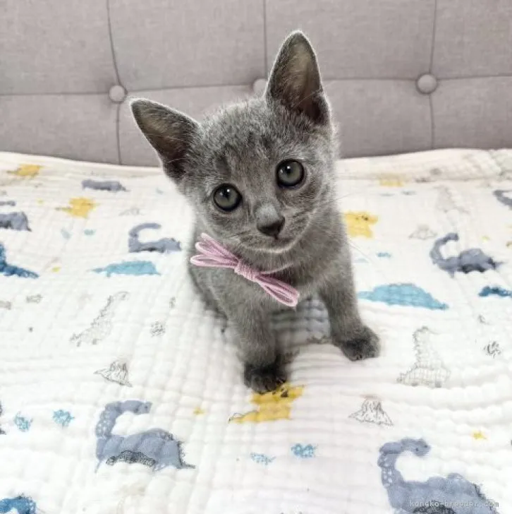 ID：2305-02446の子猫