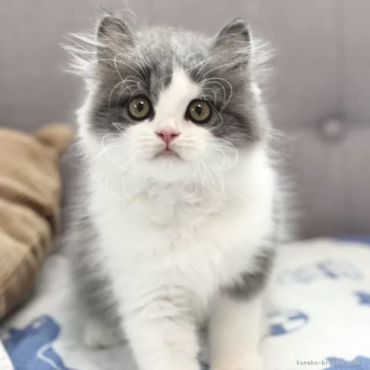 ふこふこ 様のお迎えした子猫