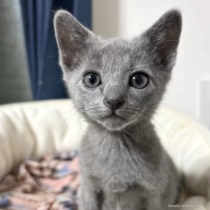 ID:2312-02237の子猫