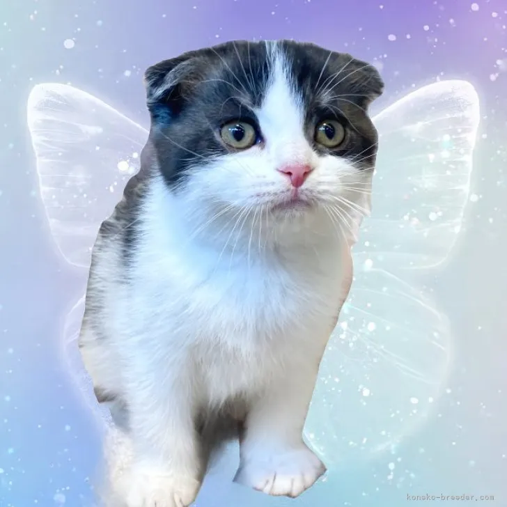 ID:2303-00259の子猫