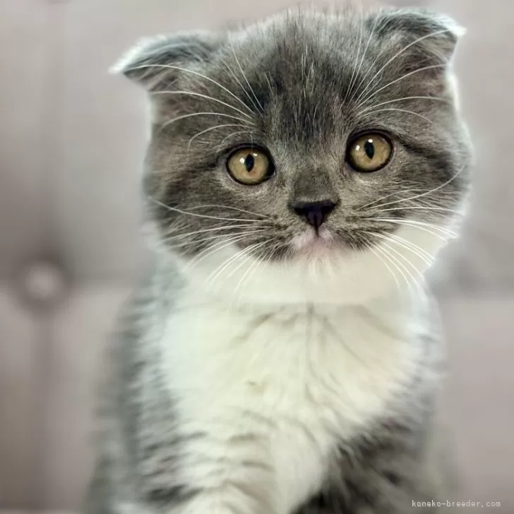 ID：2405-02475の子猫