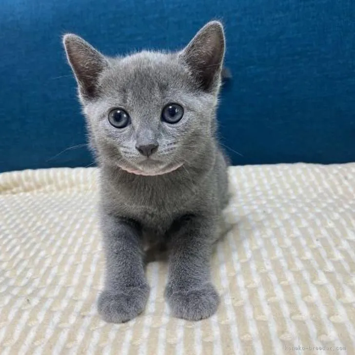 ID：2207-02567の子猫